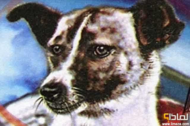 لماذا كانت الكلبة لايكا أول كائن حي يذهب للفضاء