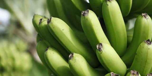 لماذا يعد الموز من الأعشاب وما أهم فوائده الصحية لماذا