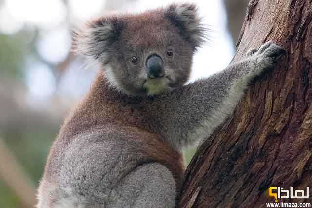 لماذا يتسم حيوان الكوالا بالكسل الشديد