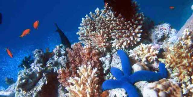 لماذا الشعاب المرجانية هامة