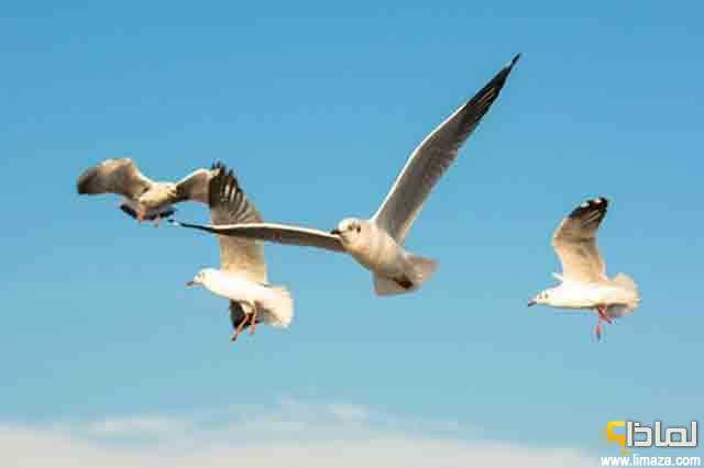 لماذا تحدث هجرة الطيور الموسمية بكل عام ؟