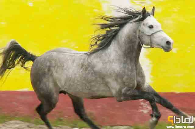 لماذا يعتبر الحصان العربي أعرق وأفضل سلالات الخيول