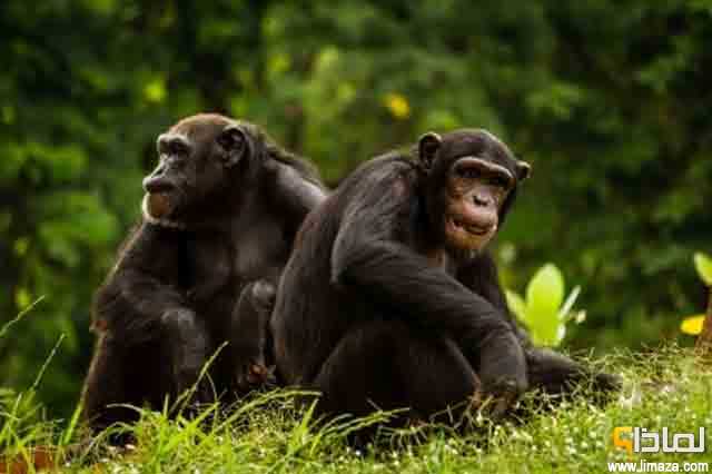 لماذا القردة تعتبر أقرب الكائنات إلى الإنسان