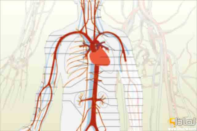 لماذا تختلف الشرايين عن الأوردة