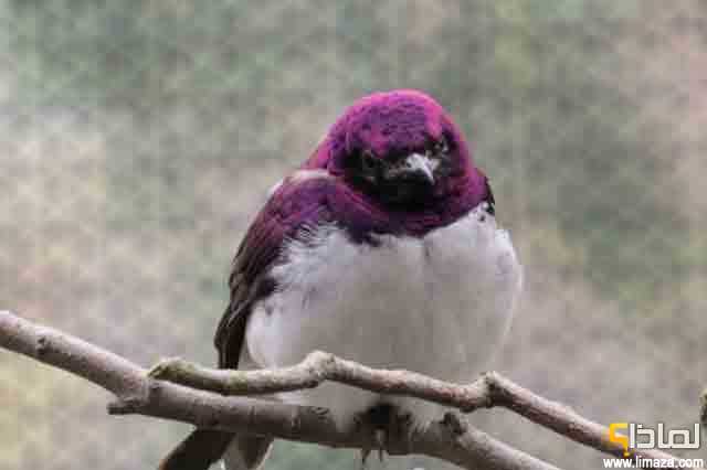 لماذا ألوان الطيور الذكور أجمل وأروع من الإناث ؟