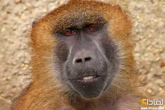 لماذا القرود تنقسم إلى فصيلتين مختلفتين من الرئيسيات ؟