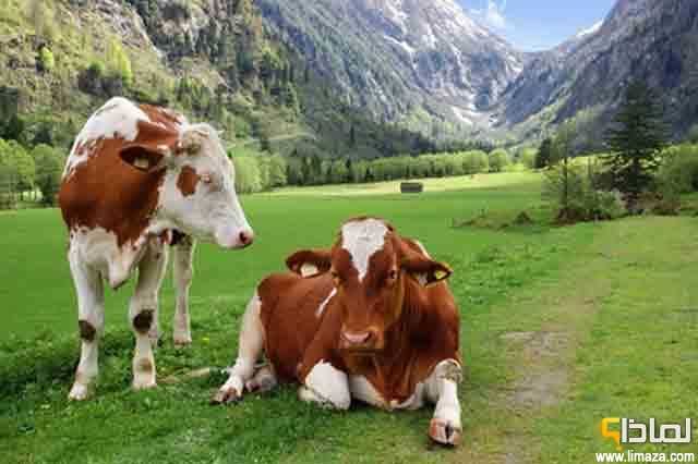 لماذا تقوم الأبقار بعملية اجترار الطعام ؟ وكيف تتم؟
