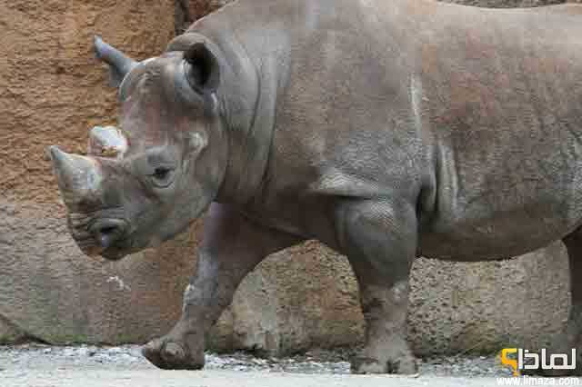 لماذا حيوان وحيد القرن مهدد بالانقراض
