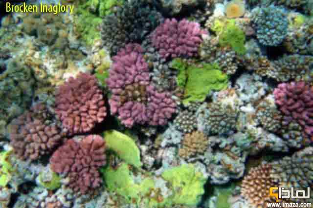 لماذا يجب حماية الشعاب المرجانية