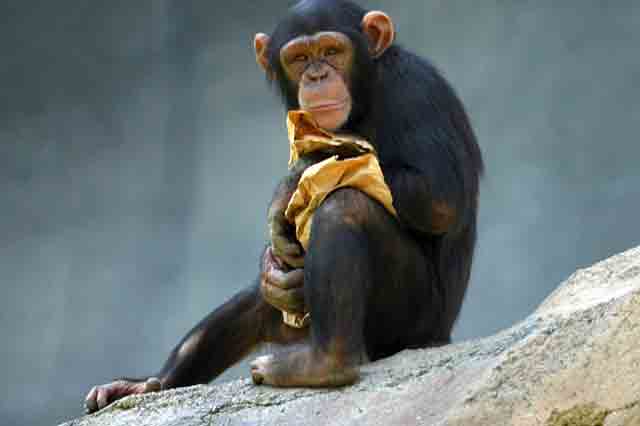 لماذا التجارب تجرى على الشمبانزي وبماذا يشبه الانسان؟