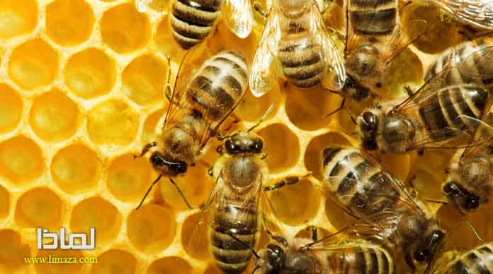 لماذا مملكة النحل تشتهر بتنظيمها