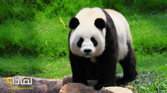 لماذا دب الباندا مهدد بالانقراض