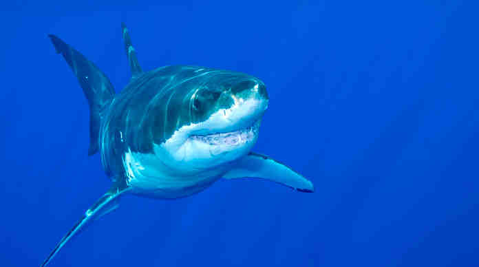 القرش الأبيض : لماذا يعتبر النوع الأبيض من القروش الأخطر عالميًا ؟