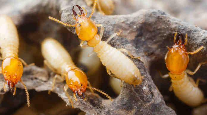النمل الأبيض : لماذا يُعد النمل الأبيض خطرًا على الإنسان ؟