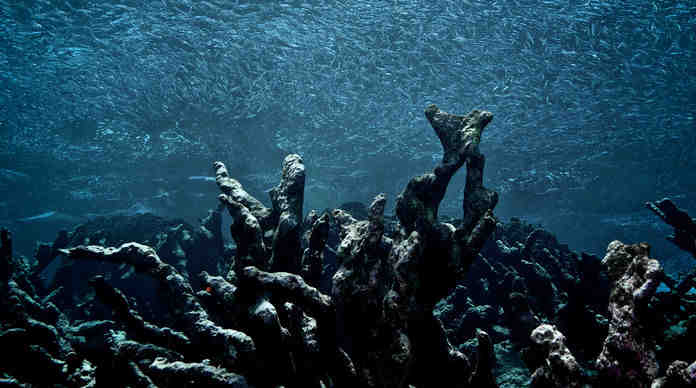 نمو الشعاب المرجانية : لماذا تنمو الشعاب المرجانية في بيئة خاصة ؟