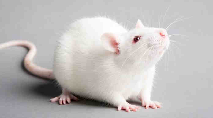 فئران التجارب : لماذا يفضل العلماء تجربة الأدوية على الفئران ؟