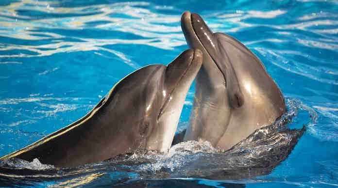 تنفس الدلافين لماذا يعتبر العلماء الدلافين صاحبة أغرب جهاز تنفسي لماذا