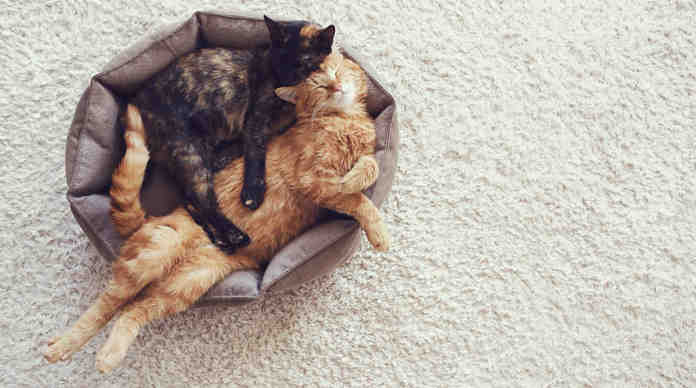 لماذا تحدث الحساسية من القطط عند البعض دونًا عن الآخرين؟