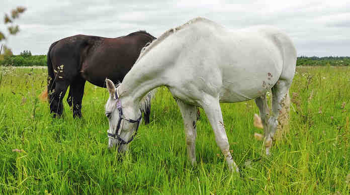 لماذا الخيول العربية الأصيلة هي الأفضل؟ وما الذي يميزها؟