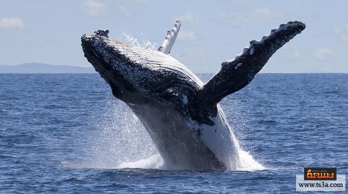 لماذا الحيتان محط اهتمام علماء البيئة في السنوات الأخيرة؟
